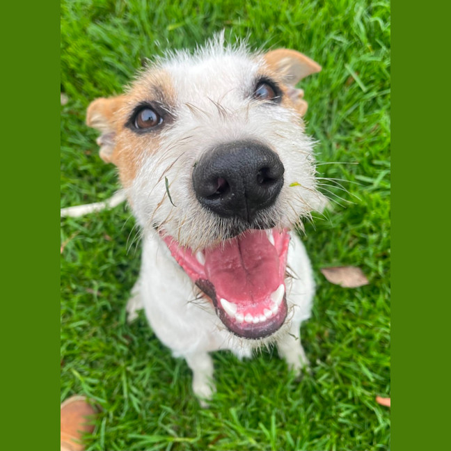Photo of Daffodil