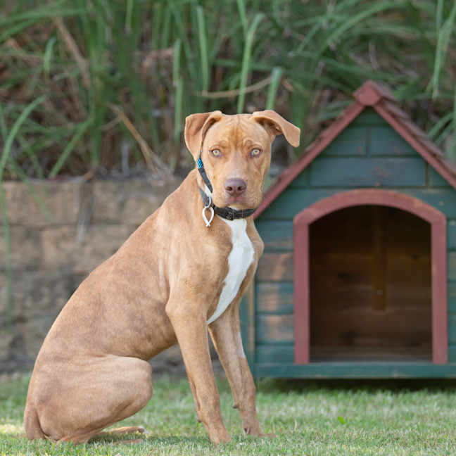 Photo of Harley