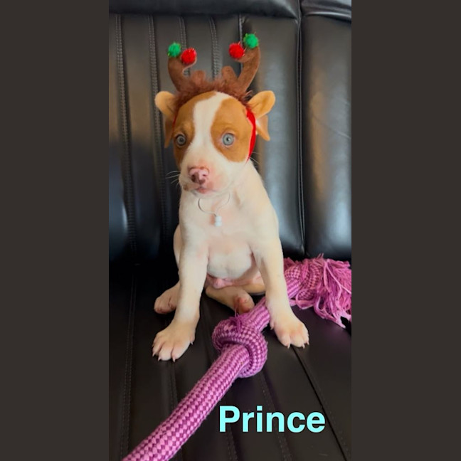 Photo of Prince