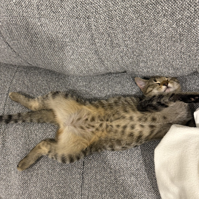 Photo of Boba