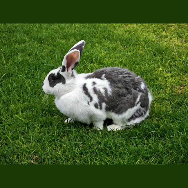 Photo of Lola Bun