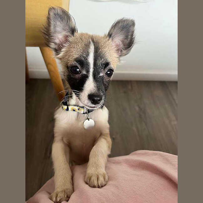Photo of Poppy