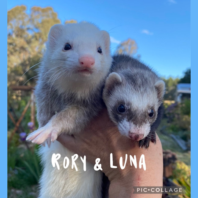 Photo of Luna & Rory