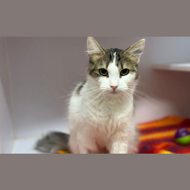 Photo of Bluebell