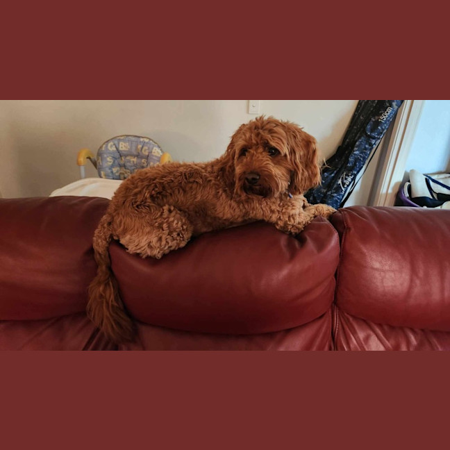 Photo of Zincite