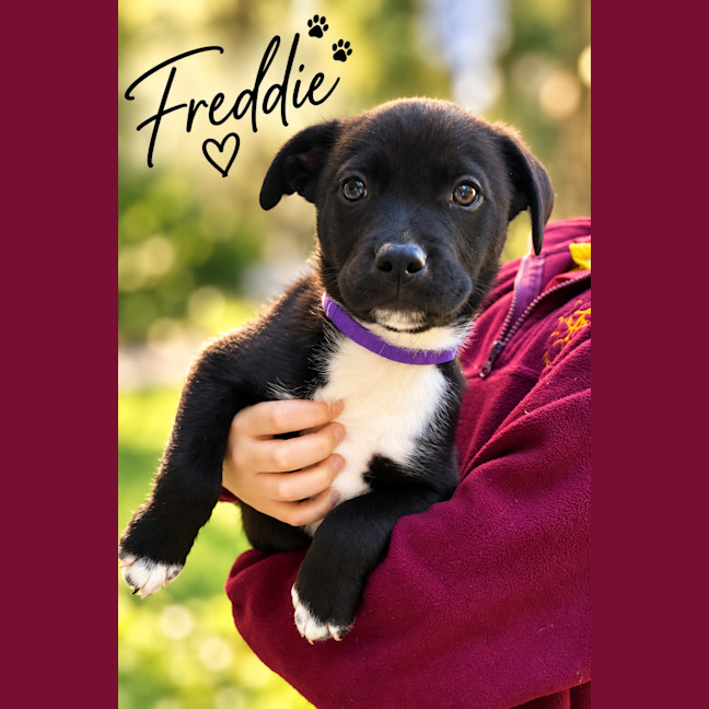 Photo of Freddie