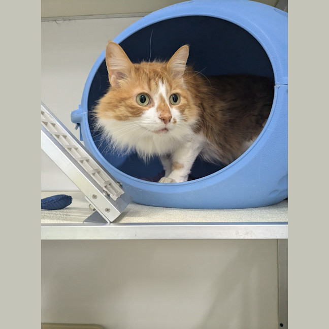 Photo of 🍩 Hector 5427 🍩