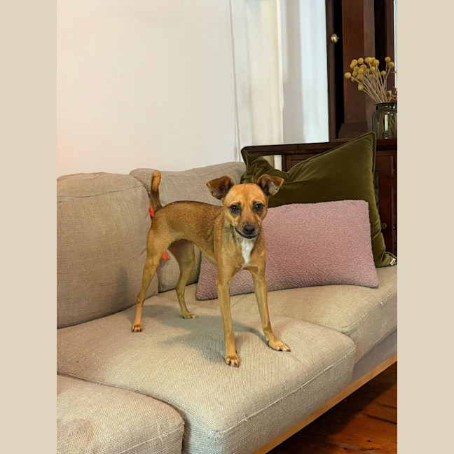 Photo of Pip