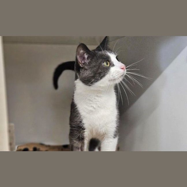 Photo of Senor Ravioli