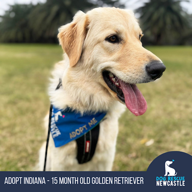 Photo of Indiana   15 Month Old Golden Retriever 