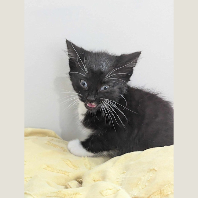 Photo of Oreo