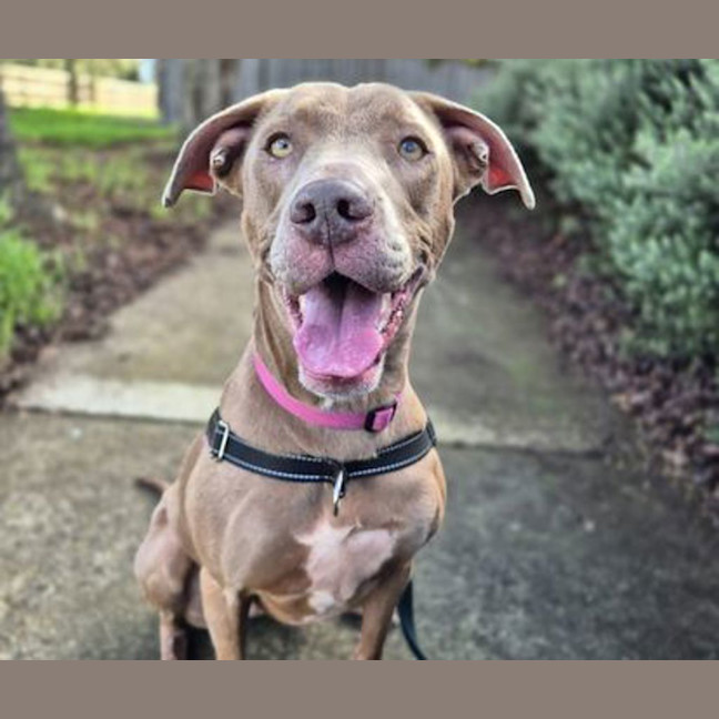 Photo of Bluebell