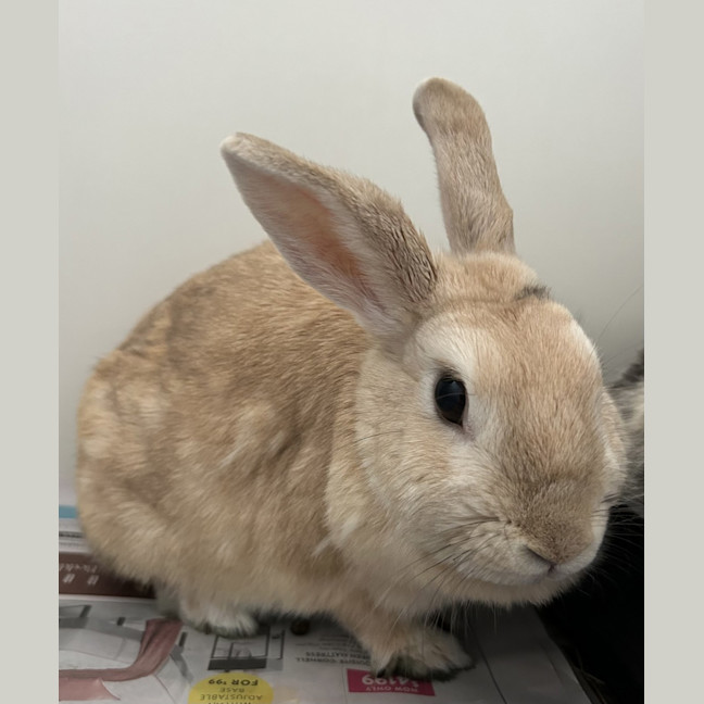 Photo of Ginger Spice