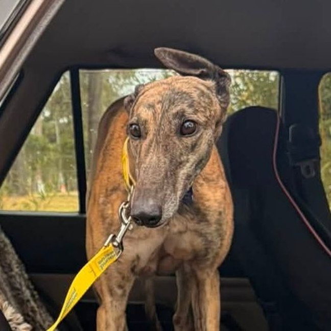 Photo of Shelley The Greyhound