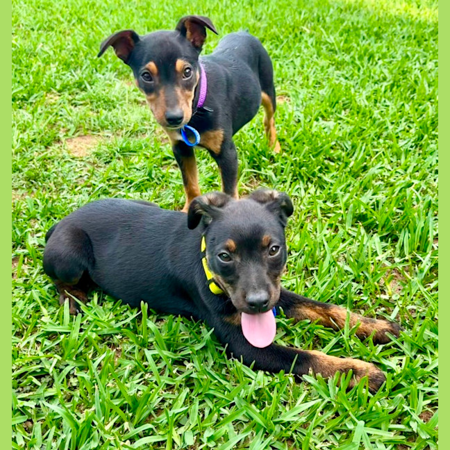 Photo of Daisy   5 Month Old Kelpie X Jack Russell