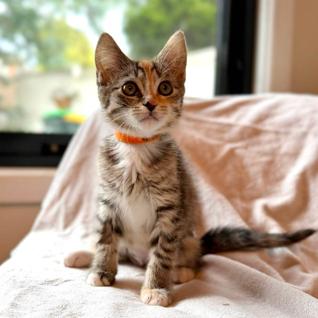 Photo of Sundae   In Foster Care In Bentleigh East