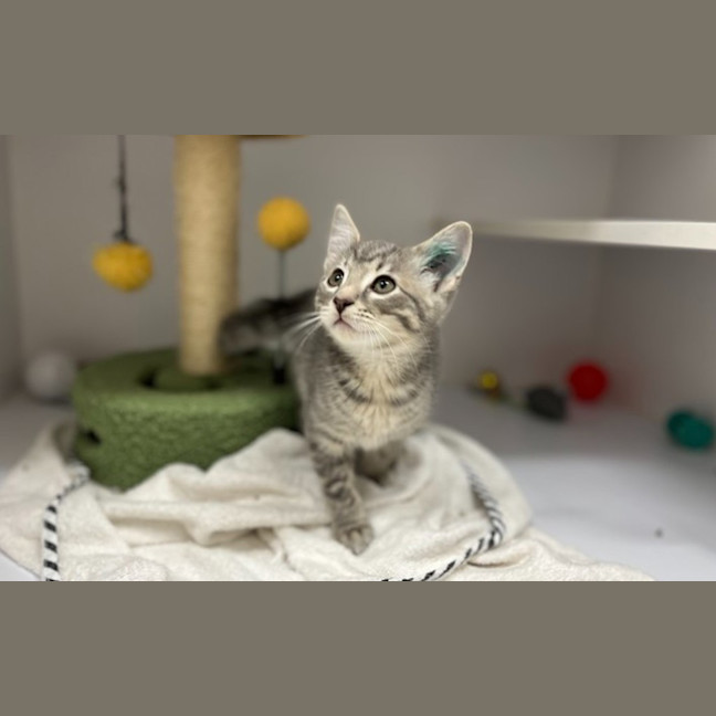 Photo of Tofu