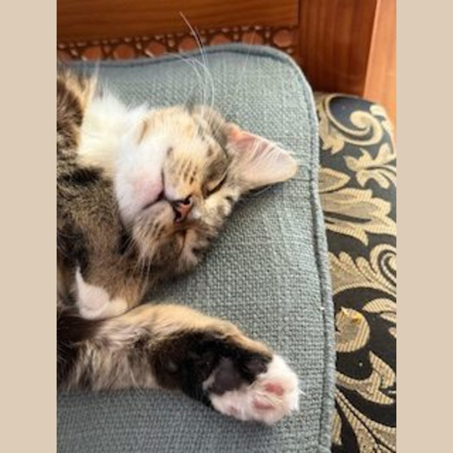 Photo of Molly   Available At Pe Tquarters Glendale