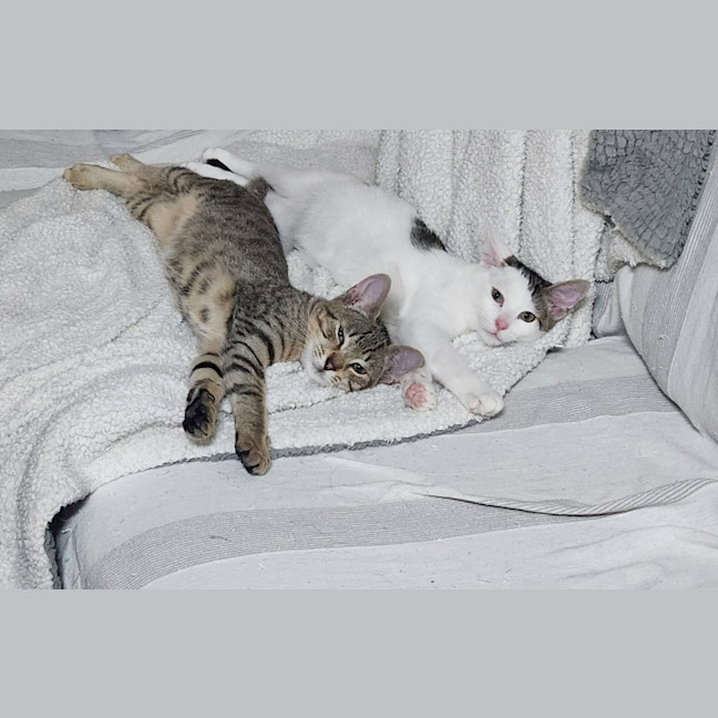 Photo of Woody & Chester 