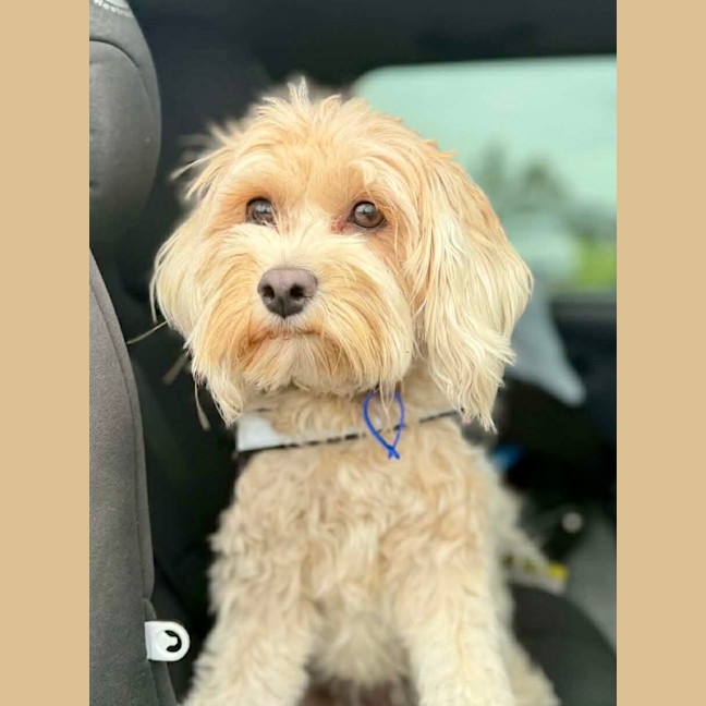 Photo of Penny   1 Year Old Cavoodle
