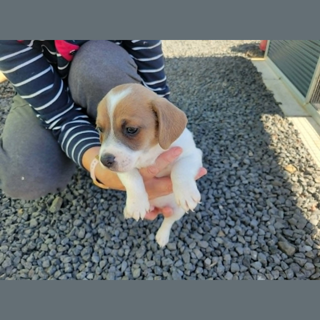 Photo of Barney