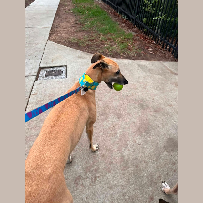 Photo of Sandy, The Greyhound