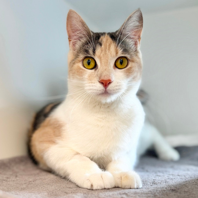 Photo of Circe