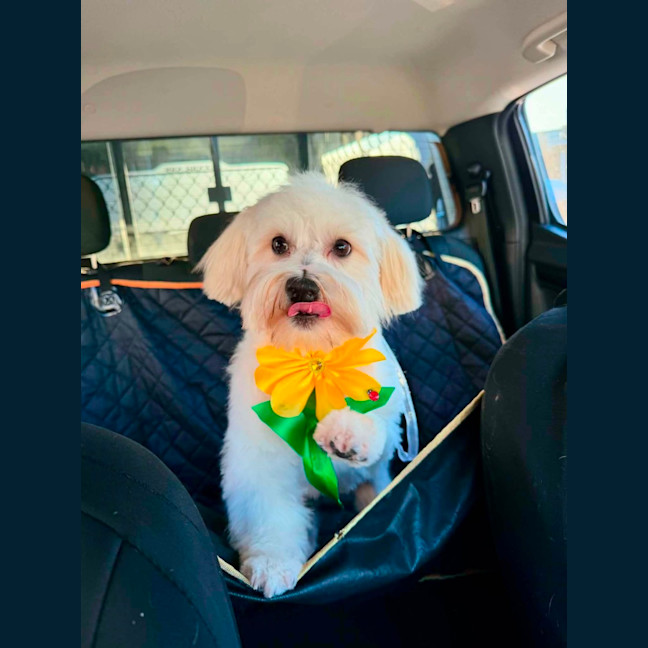 Photo of Sunny