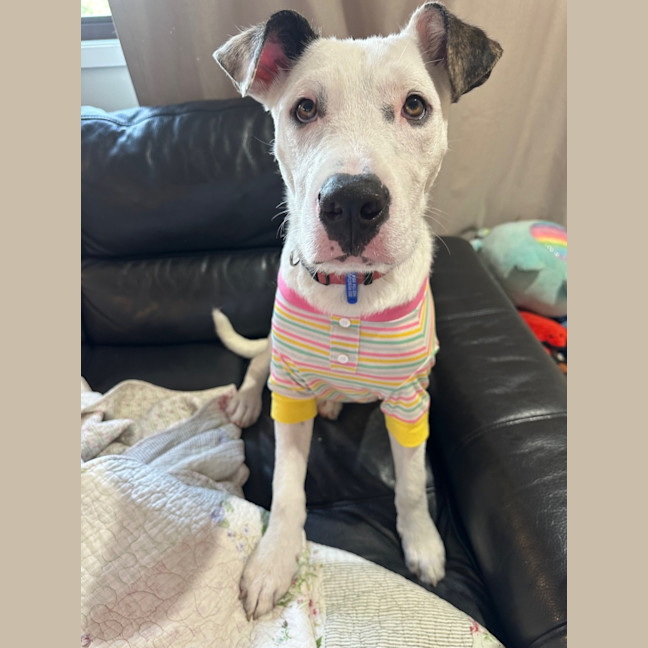 Photo of Scruffy   7 Month Old Wolfhound X