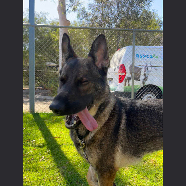 Photo of Lyra
