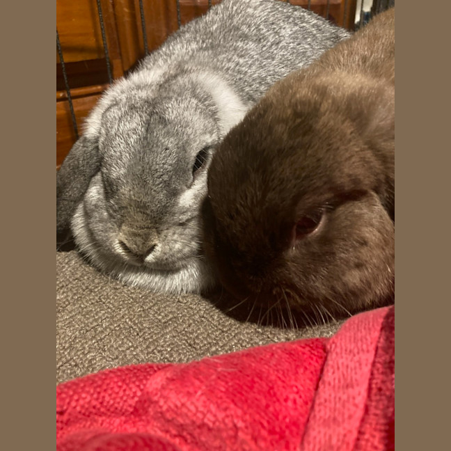 Photo of Zippy Ollie & Zana