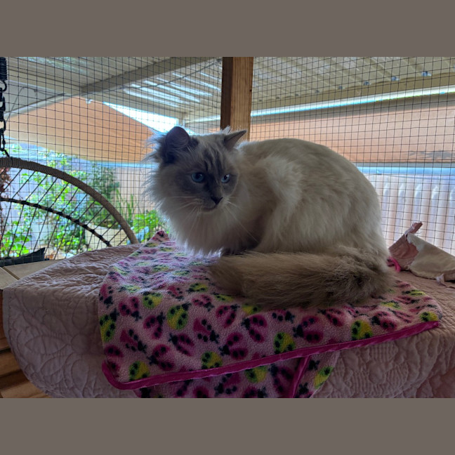 Photo of Casper