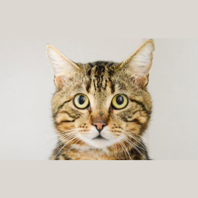 Photo of Cheddar
