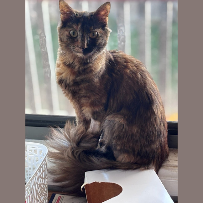 Photo of Cedar