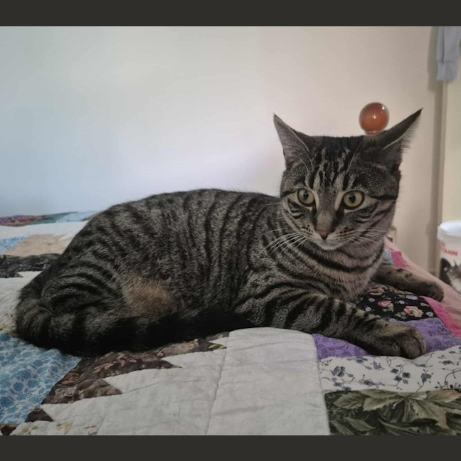 Photo of Cleo ** 2nd Chance Cat Rescue**