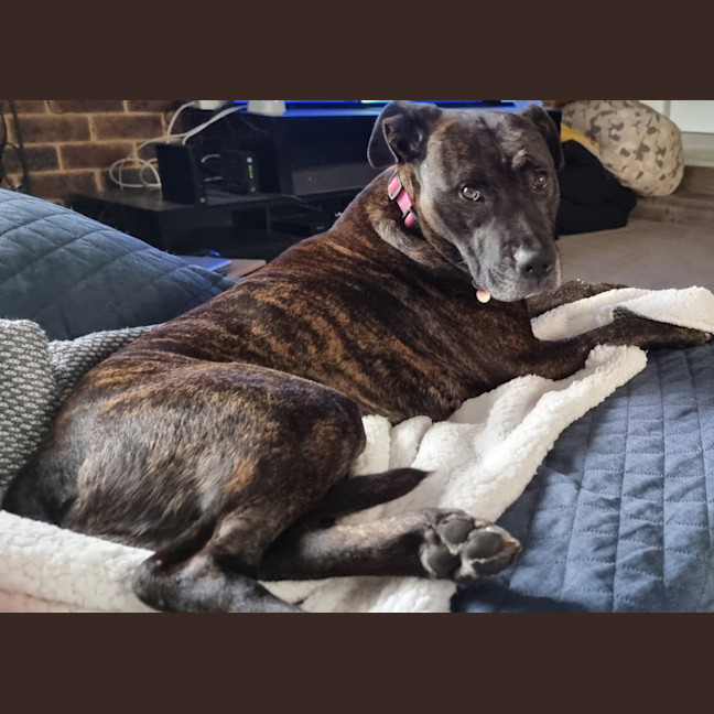 Photo of Bella