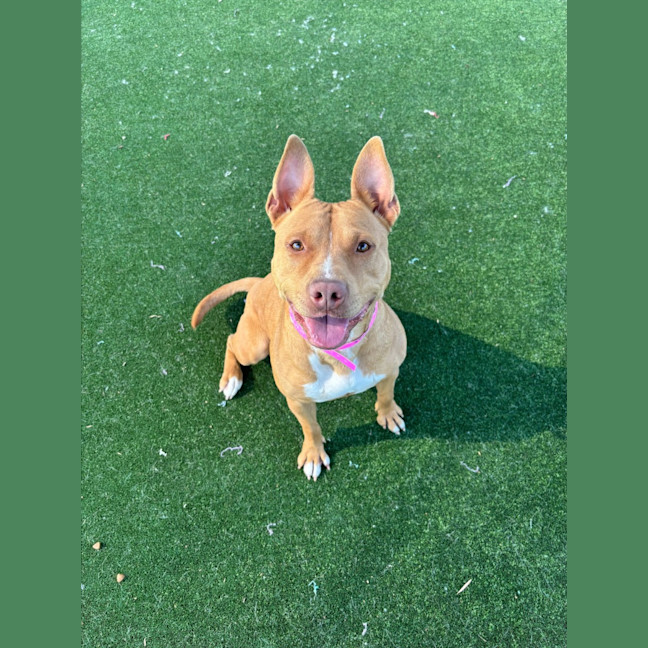 Photo of Princess Imp 2103