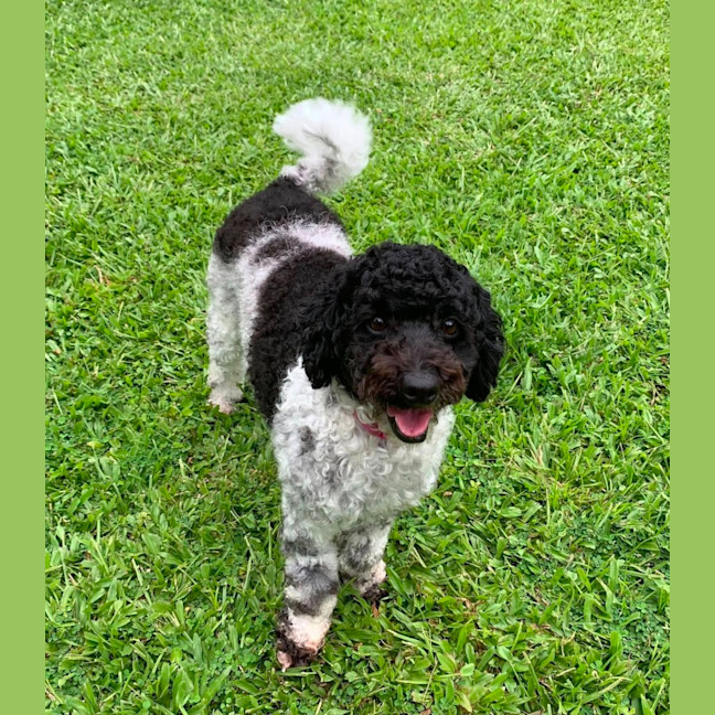 Photo of Boof And Cookie