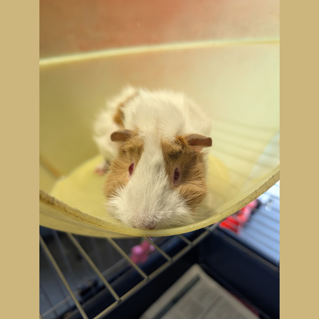 Photo of Wasabi
