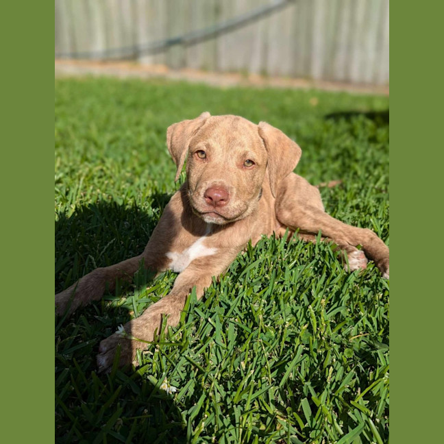 Photo of Teddy