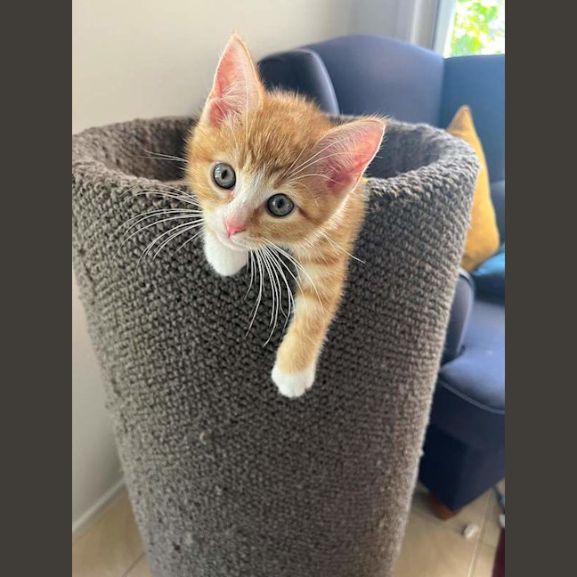 Photo of Finn