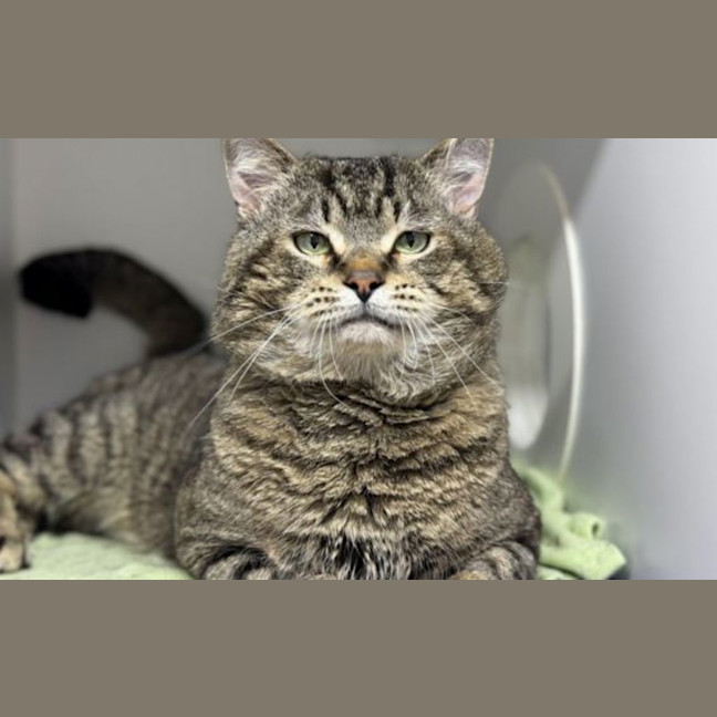 Photo of Puffy