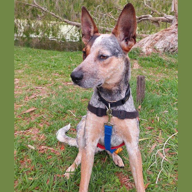 Photo of Chippie