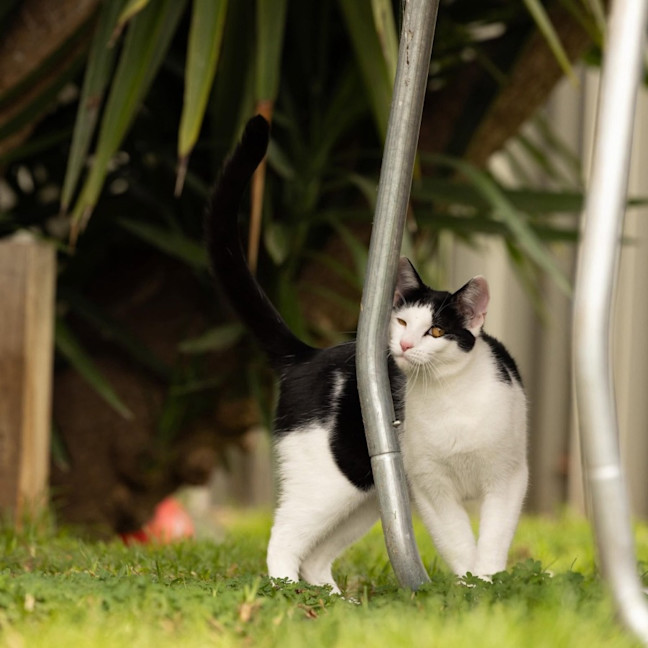 Photo of Chilli   In Foster Care In Cranbourne