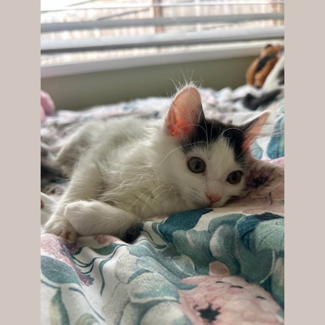 Photo of Rumi And Mira