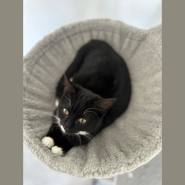 Photo of Violette