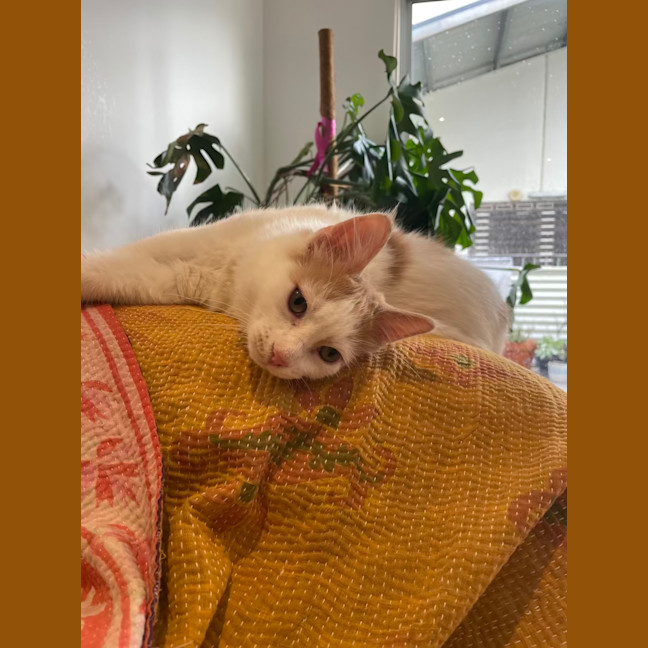 Photo of Mochi