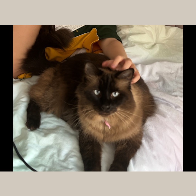 Photo of Lulu