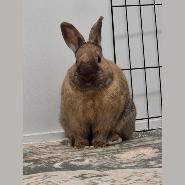 Photo of Dusty