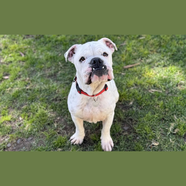 Photo of Meatball
